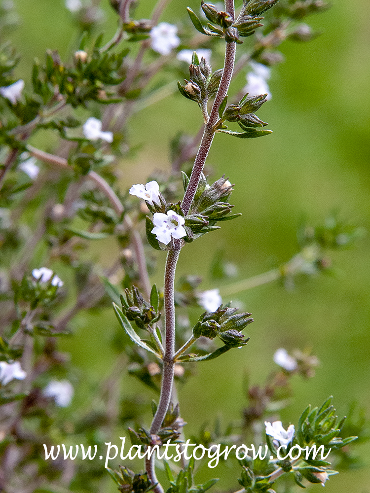 Summer Savory (Satureia hortensis)